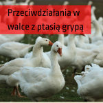 Przeciwdziałania w walce z ptasią grypą